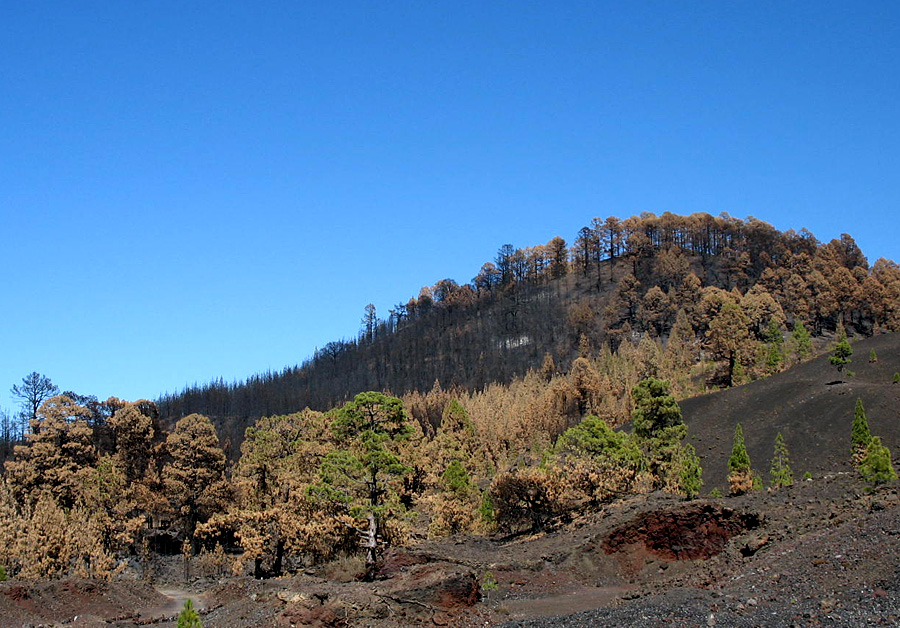 Waldbrand