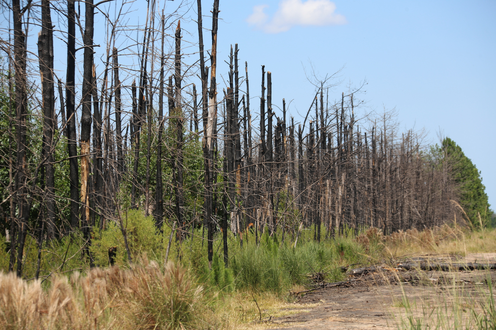 Waldbrand, ein Jahr danach (I)