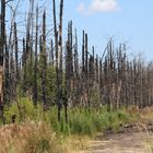 Waldbrand, ein Jahr danach (I)