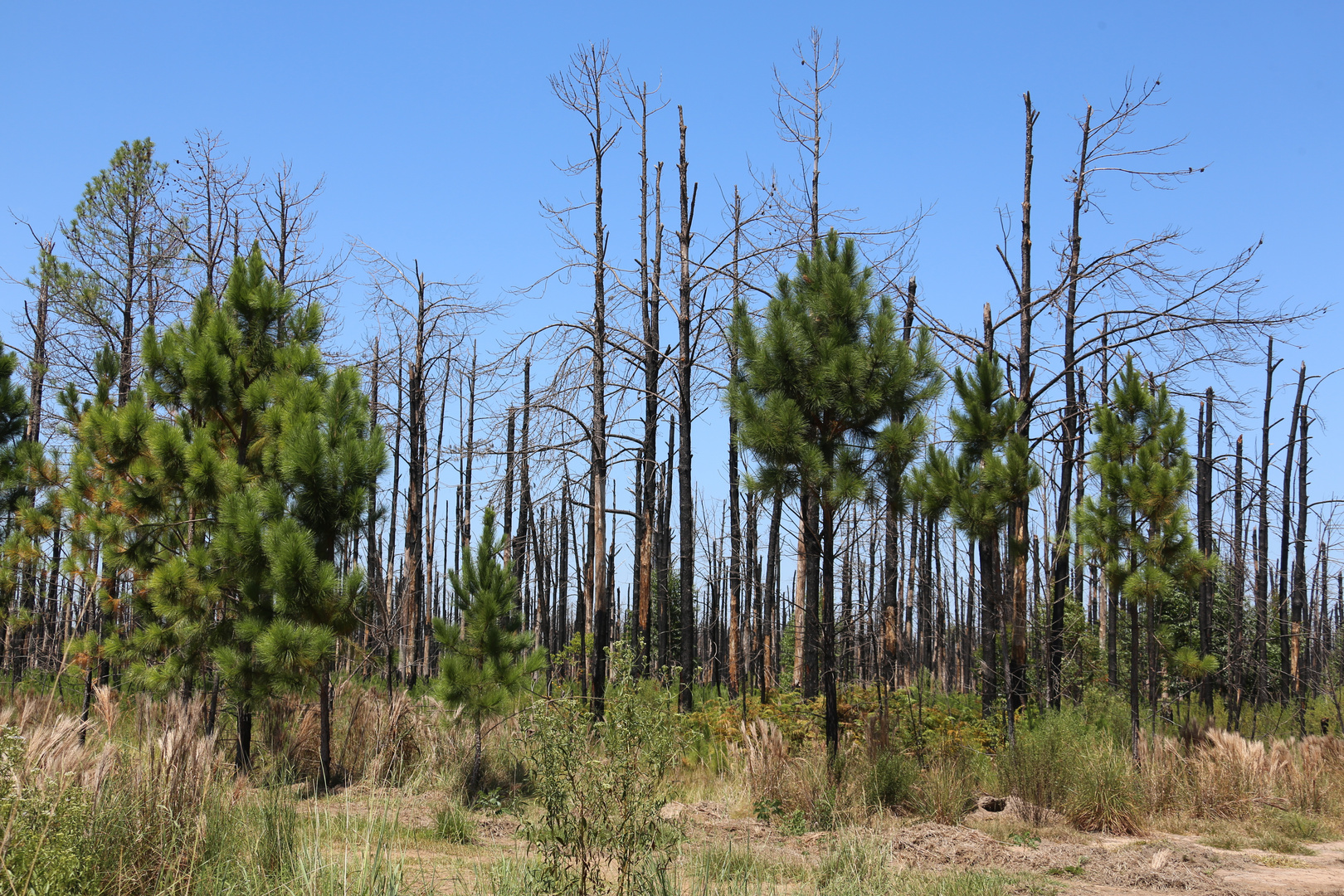 Waldbrand, ein Jahr danach (II)