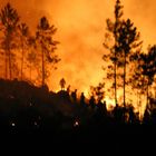 Waldbrand in Portugal