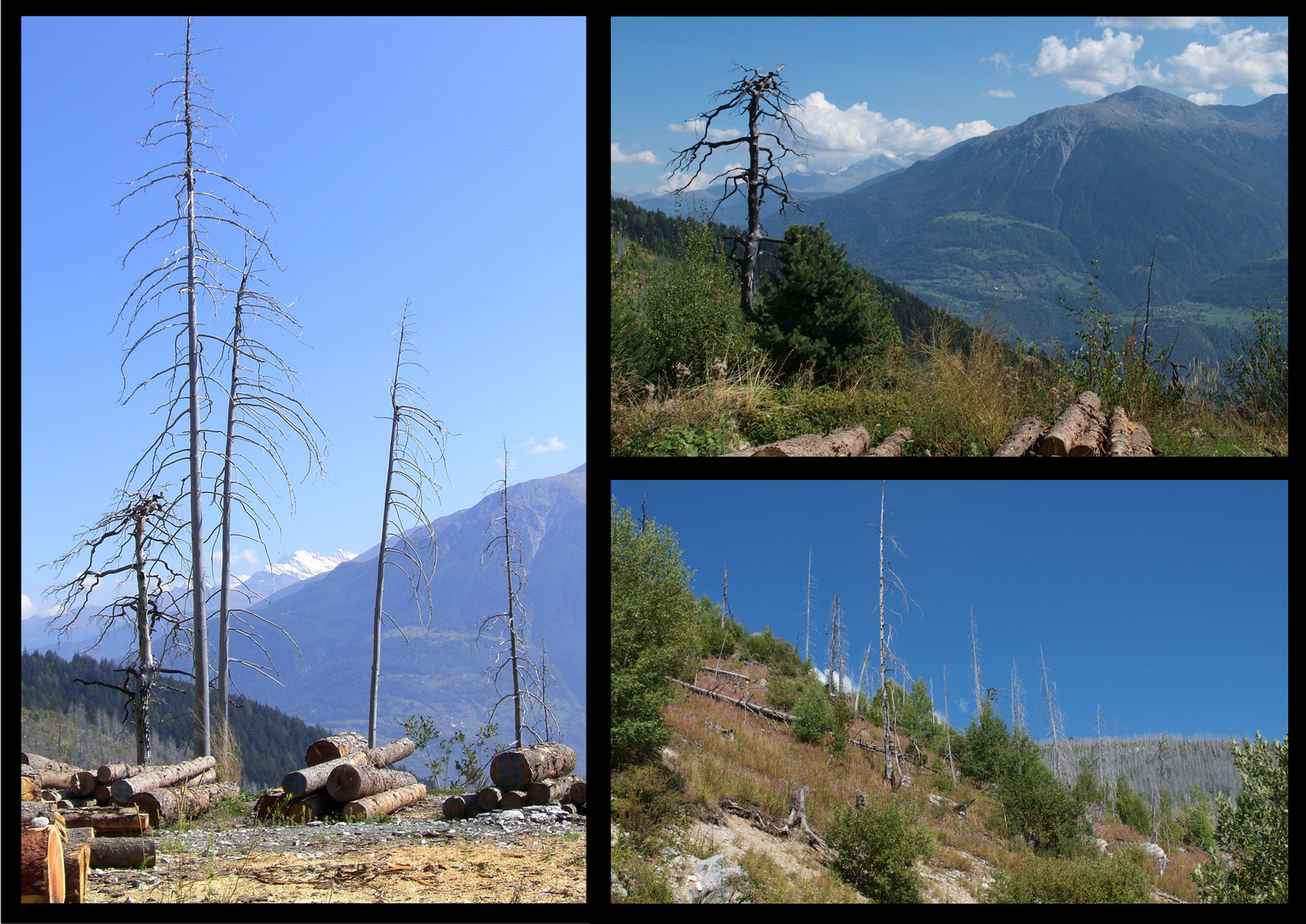 Waldbrand von Leuk / Wallis