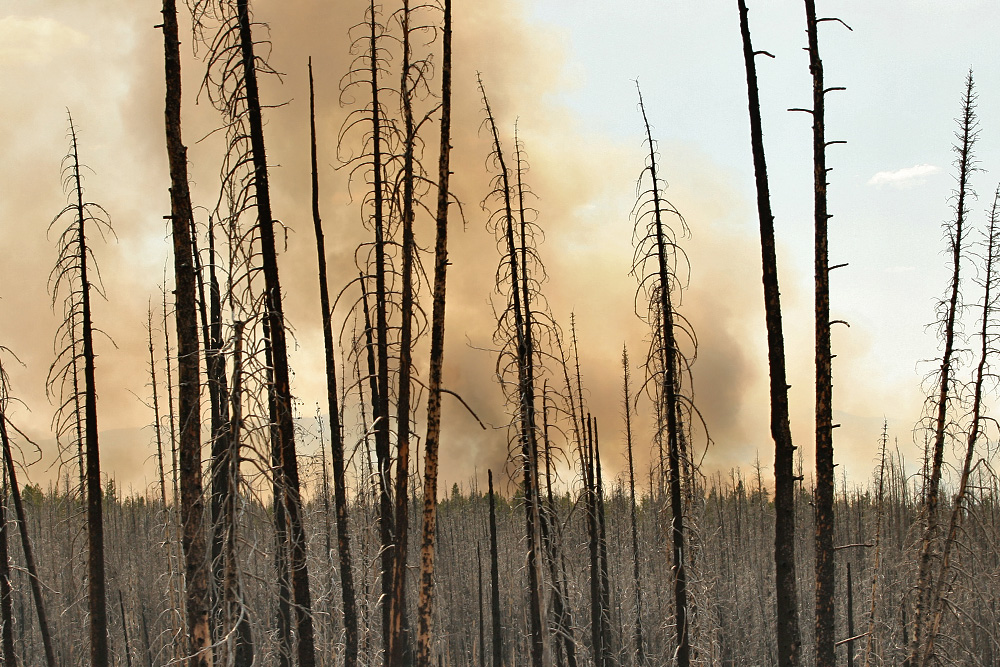 Waldbrand - Yellowstone National Park - Part III