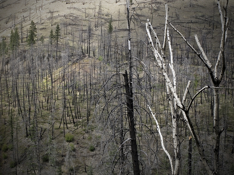 Waldbrand - Zeugen der Vergangenheit