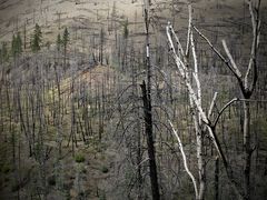 Waldbrand - Zeugen der Vergangenheit