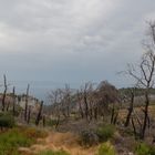 Waldbrandgebiet auf Hvar