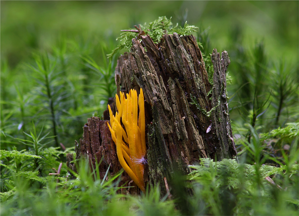 Waldbrandgefahr