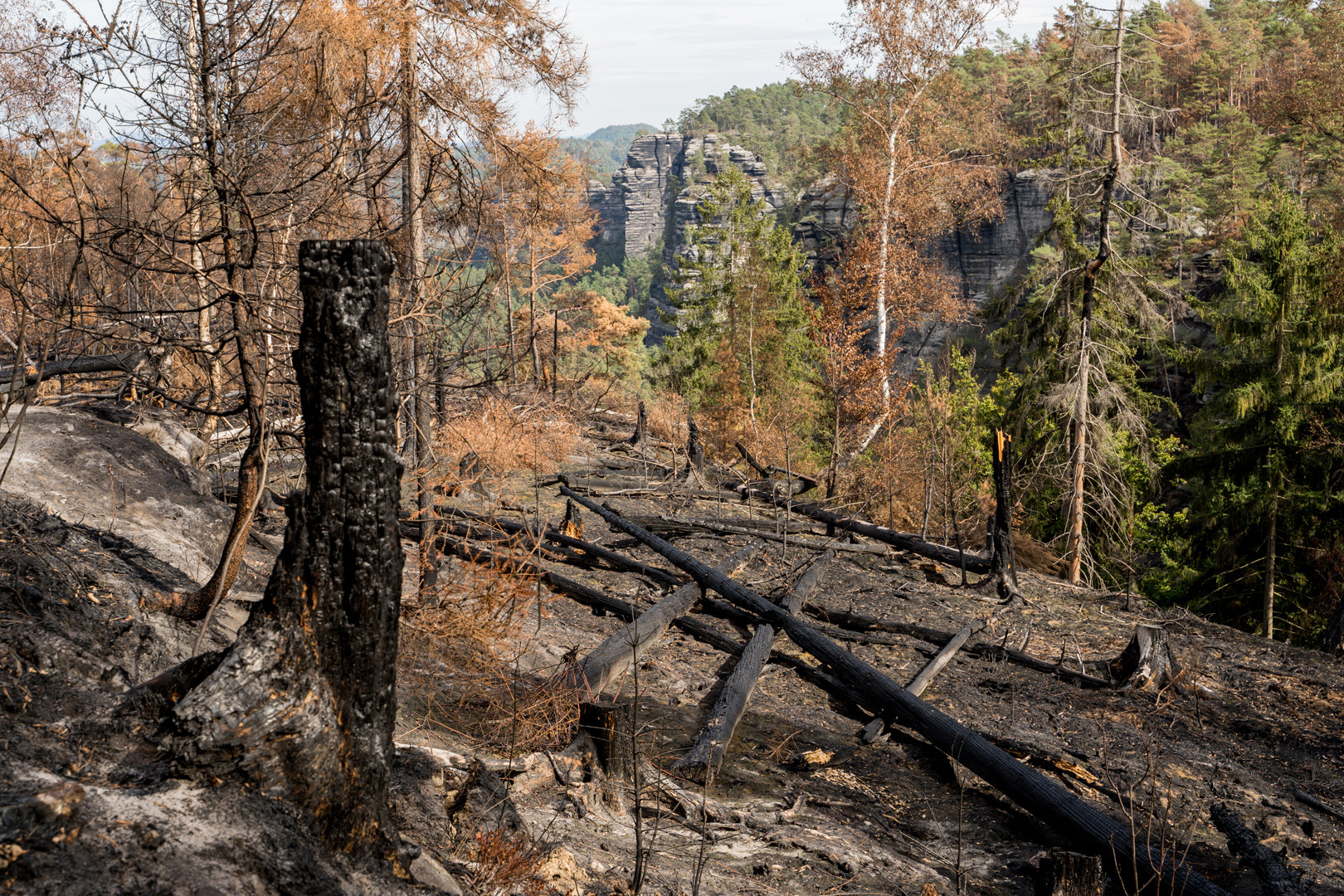 Waldbrandschäden