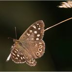 Waldbrettspiel