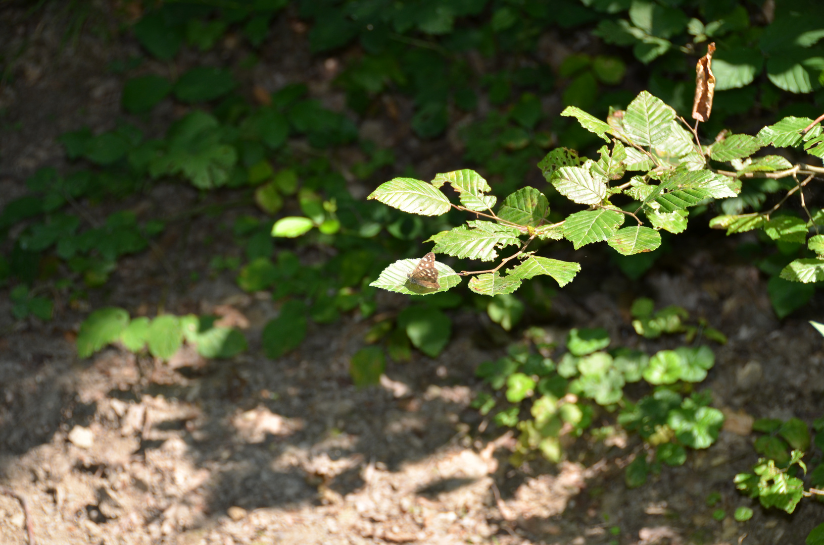 Waldbrettspiel