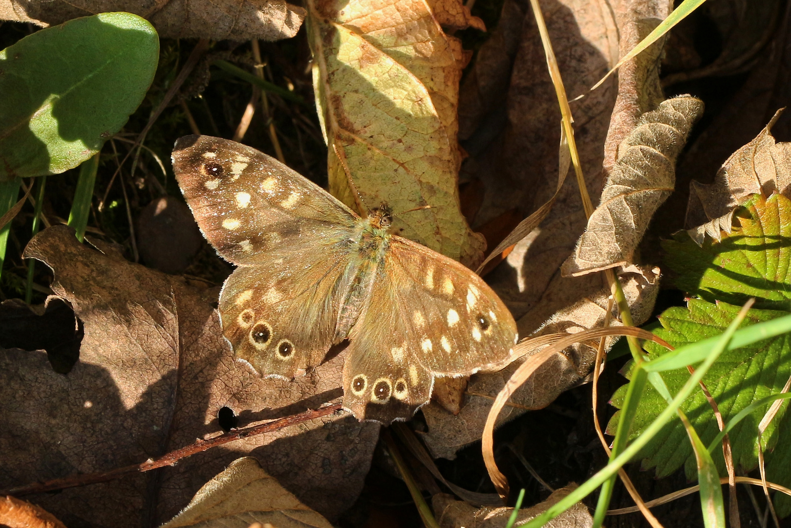 Waldbrettspiel (2018_10_04_EOS 100D_3796_ji)