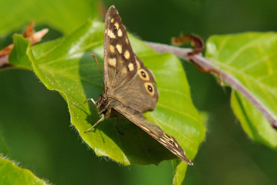 Waldbrettspiel