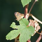 Waldbrettspiel