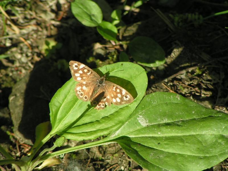 Waldbrettspiel