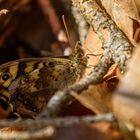 Waldbrettspiel am Waldboden