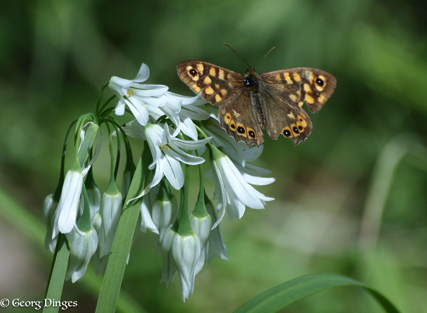 Waldbrettspiel auf Allium (Korsika)