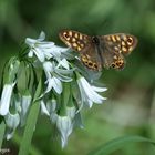 Waldbrettspiel auf Allium (Korsika)