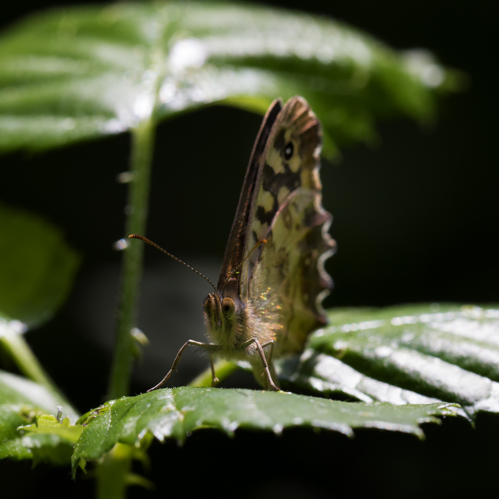 Waldbrettspiel auf dem Blatt