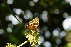 Waldbrettspiel