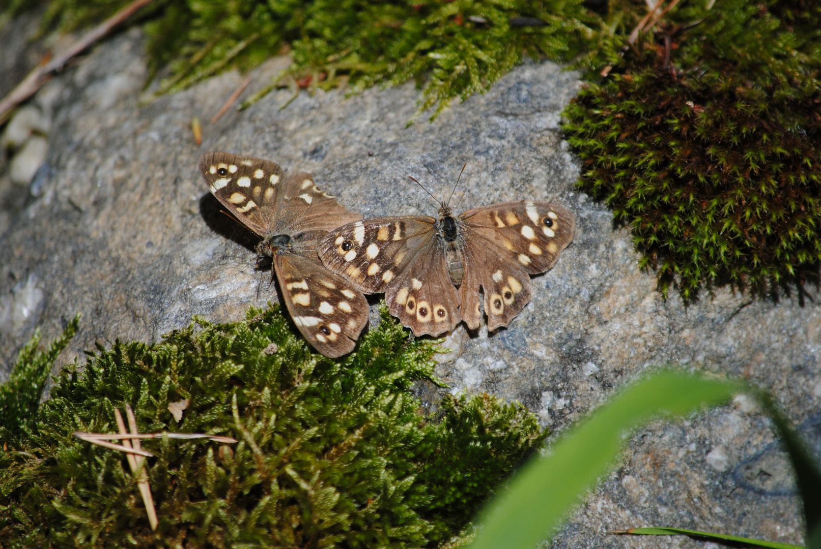 Waldbrettspiel