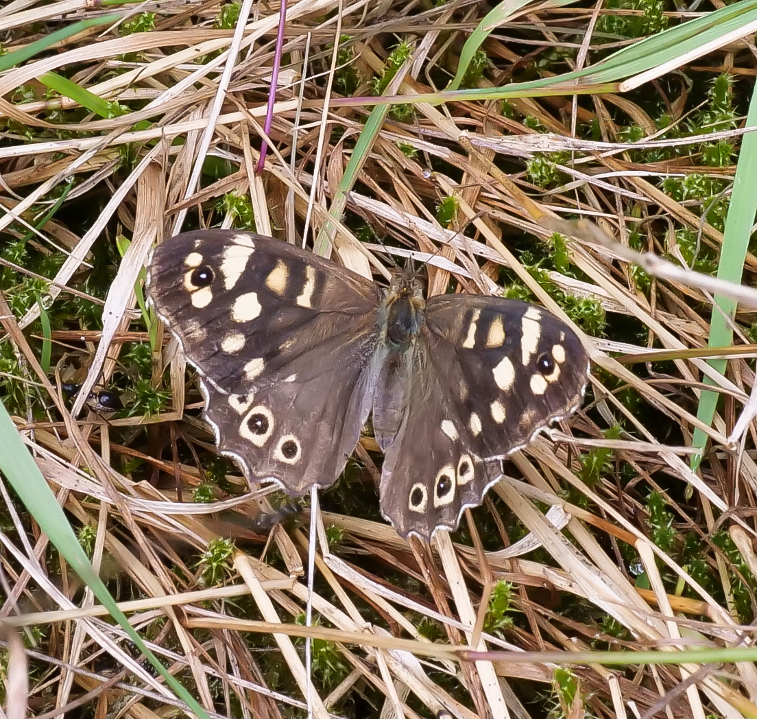 Waldbrettspiel Edelfalter