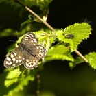 Waldbrettspiel-Falter + Fliege im Doppelpack