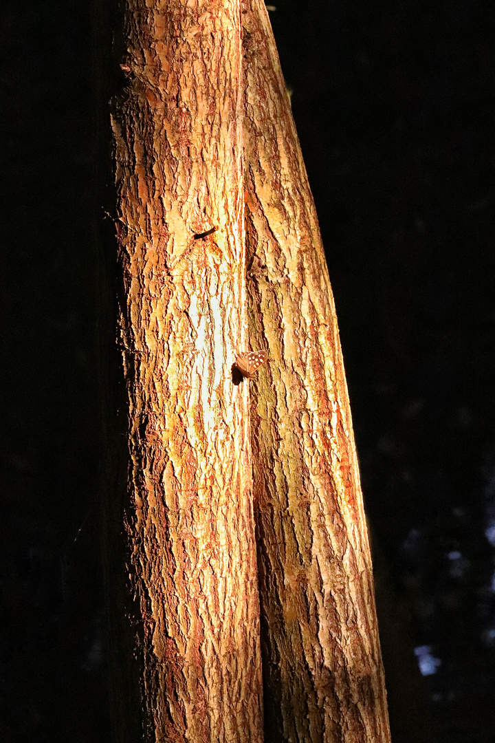 Waldbrettspiel im abendlichen Sonnenspot