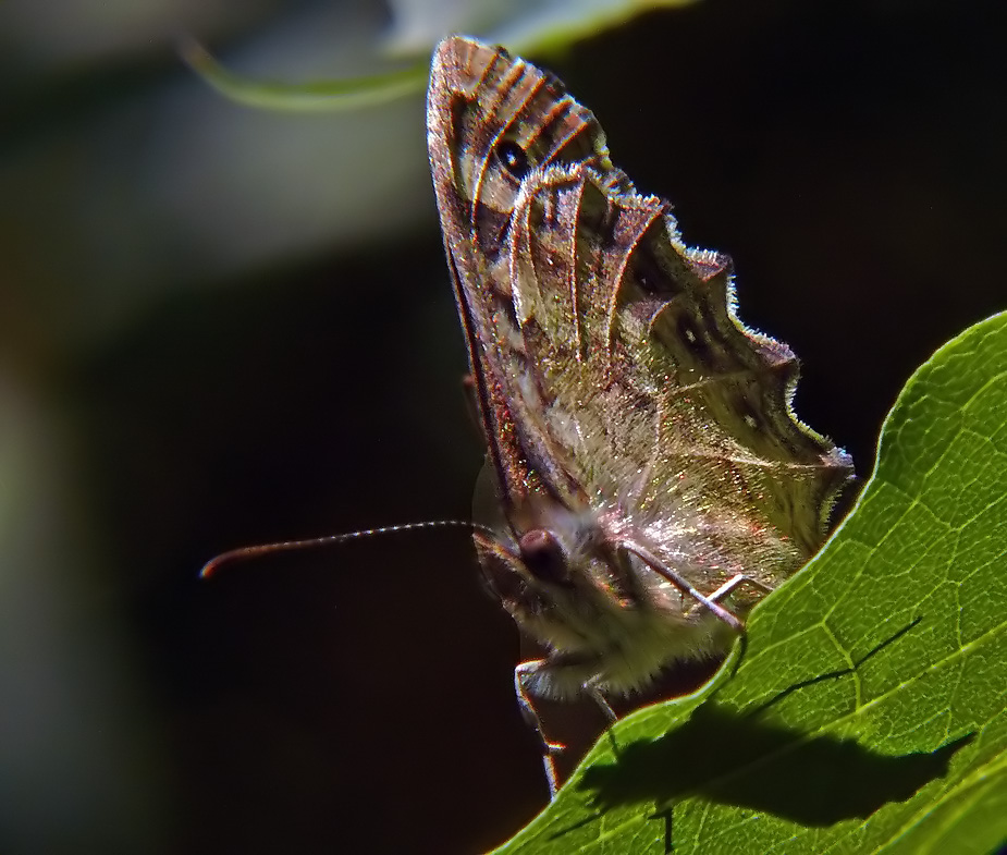 Waldbrettspiel im Glitzerlicht