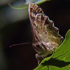 Waldbrettspiel im Glitzerlicht