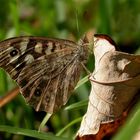 Waldbrettspiel im Herbst