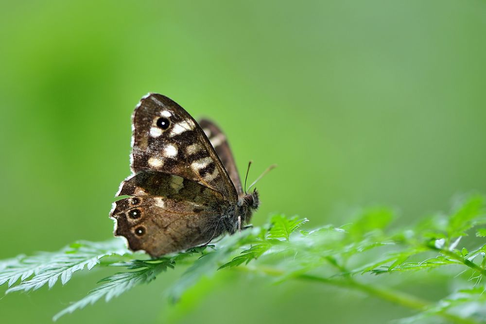 Waldbrettspiel im Profil