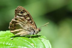 Waldbrettspiel im Profil