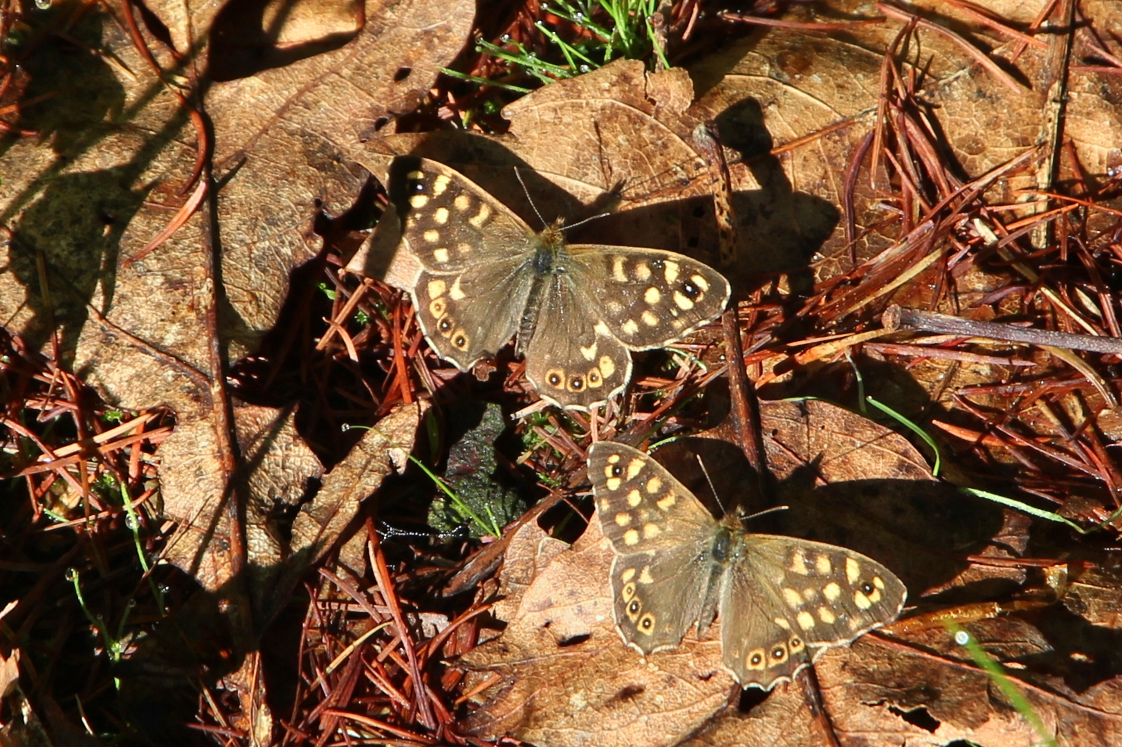 Waldbrettspiel (IMG_2305_ji)