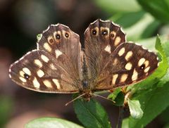 Waldbrettspiel o. Laubfalter - Pararge aegeria