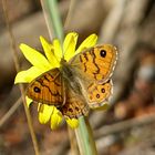 Waldbrettspiel oder doch ein Mauerfuchs