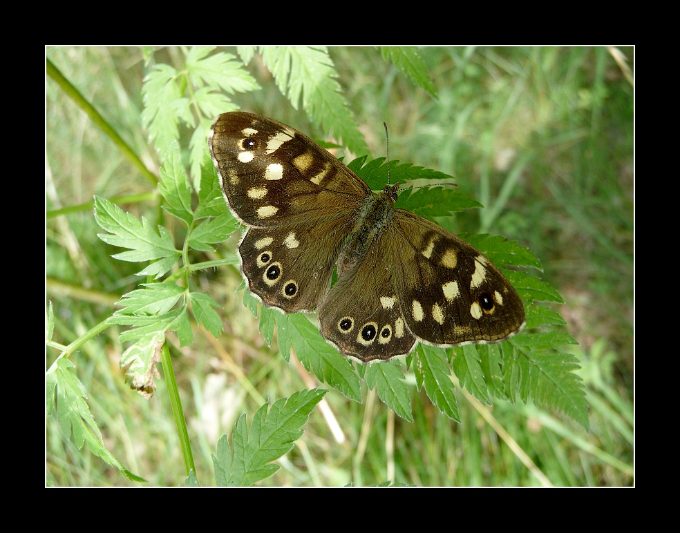 Waldbrettspiel (Pararge aegaria"