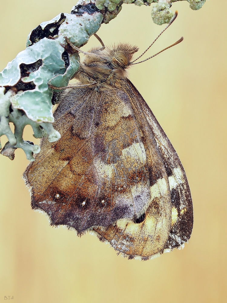 Waldbrettspiel (Pararge aegeria)