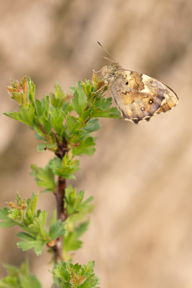 Waldbrettspiel (Pararge aegeria)