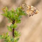 Waldbrettspiel (Pararge aegeria)