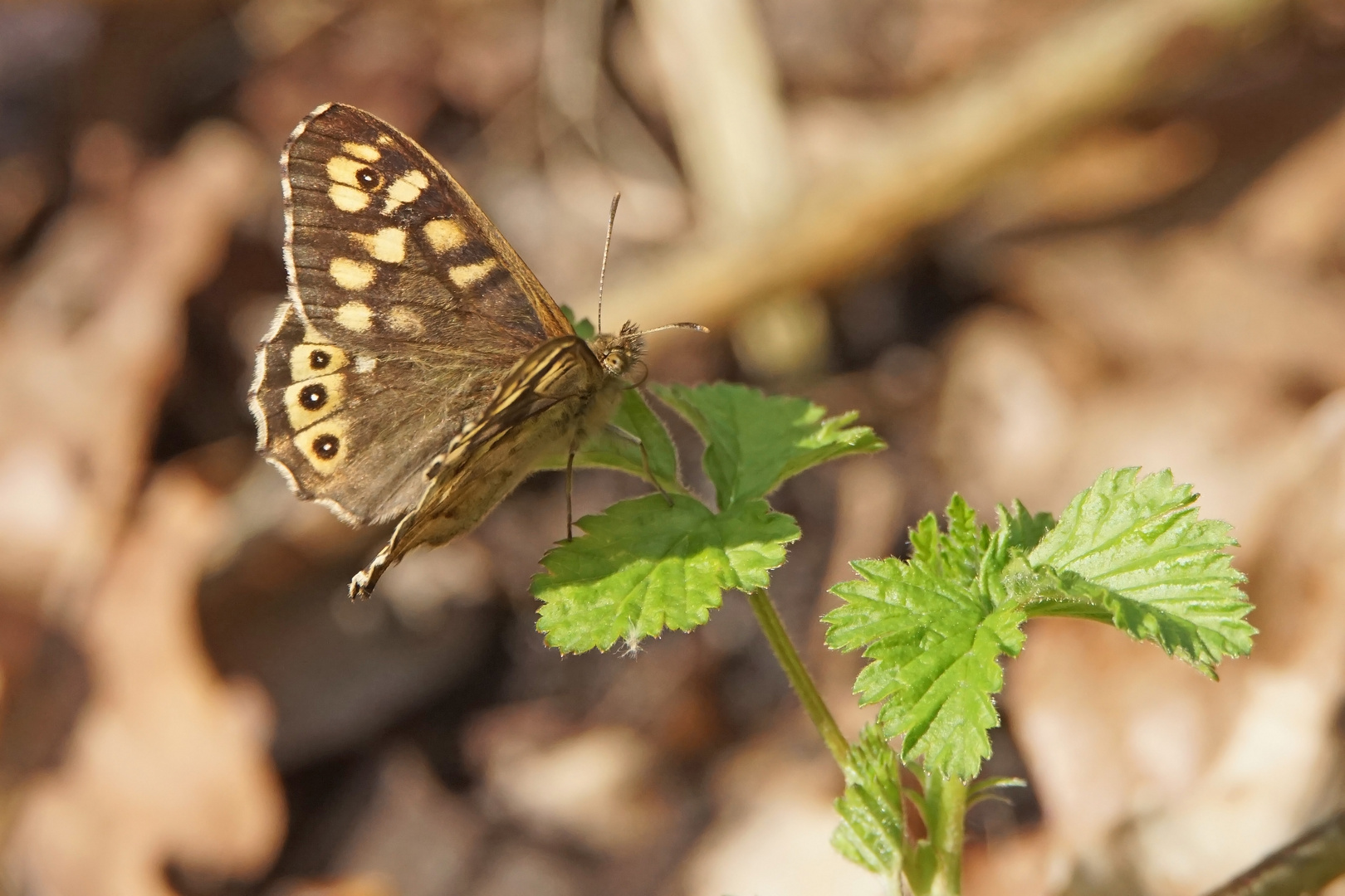 Waldbrettspiel (Pararge aegeria)