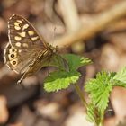 Waldbrettspiel (Pararge aegeria)