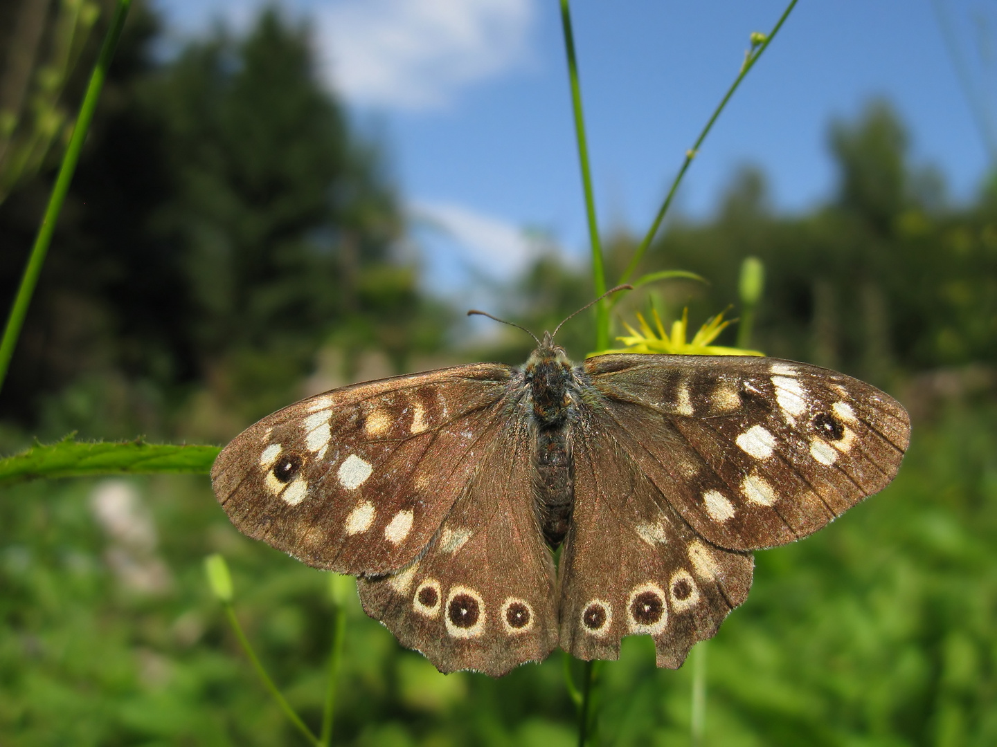 Waldbrettspiel (Pararge aegeria)