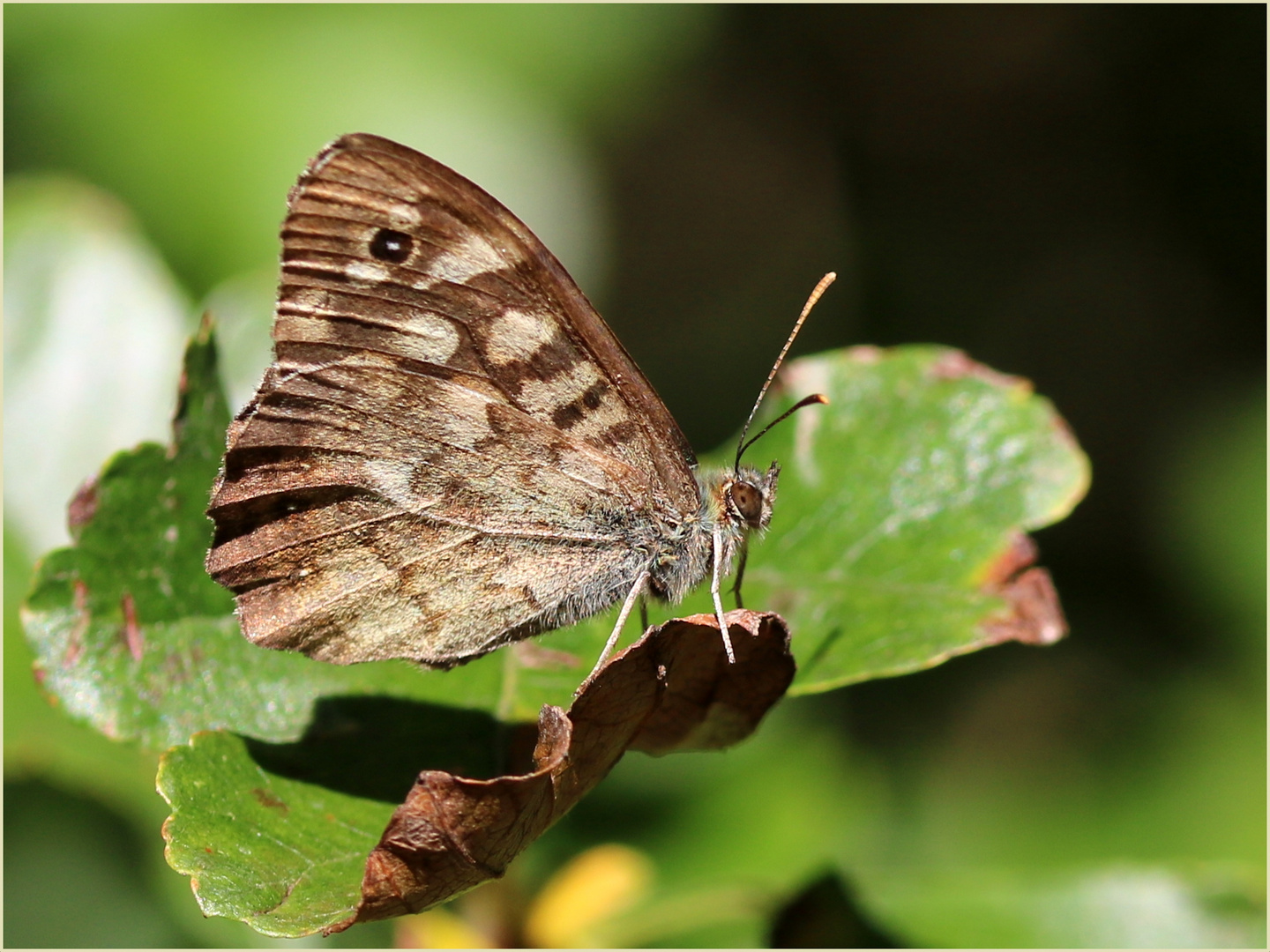 Waldbrettspiel (Pararge aegeria).