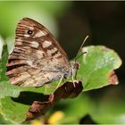 Waldbrettspiel (Pararge aegeria).