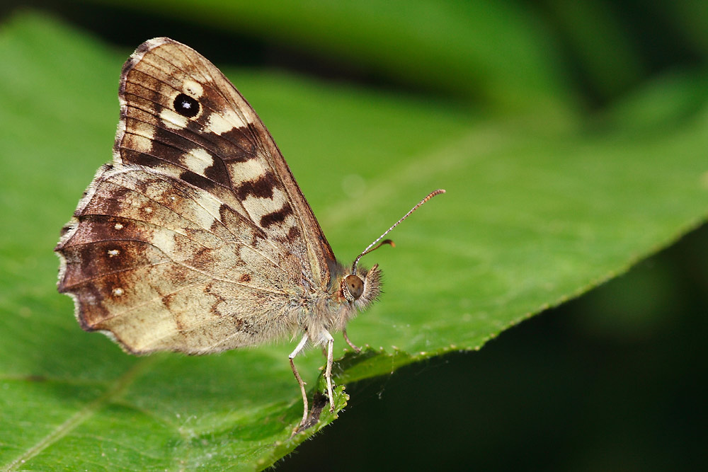 Waldbrettspiel (Pararge aegeria)