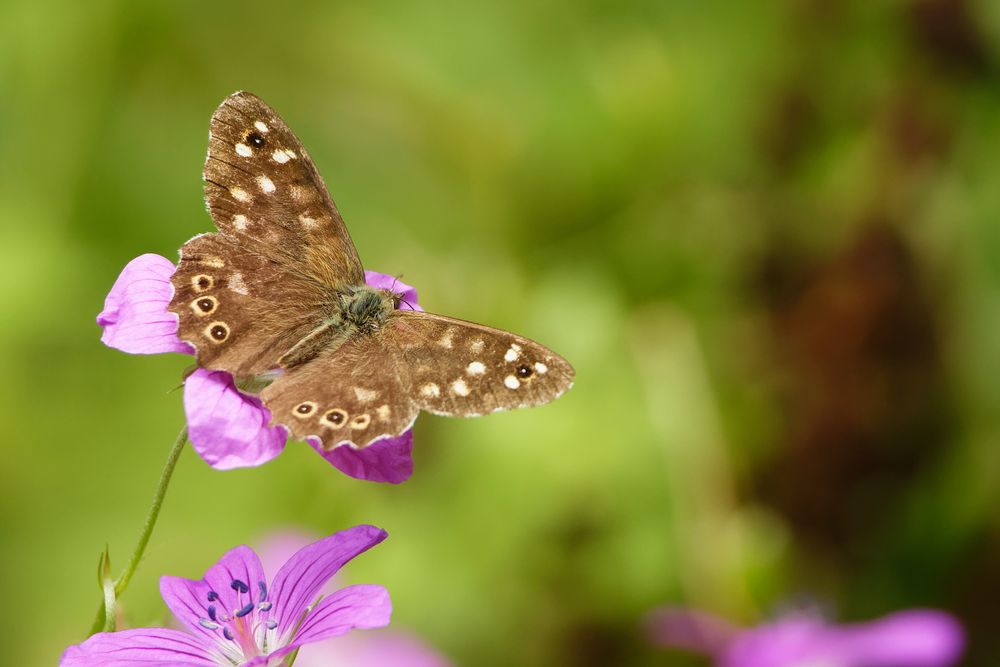 Waldbrettspiel (Pararge aegeria)