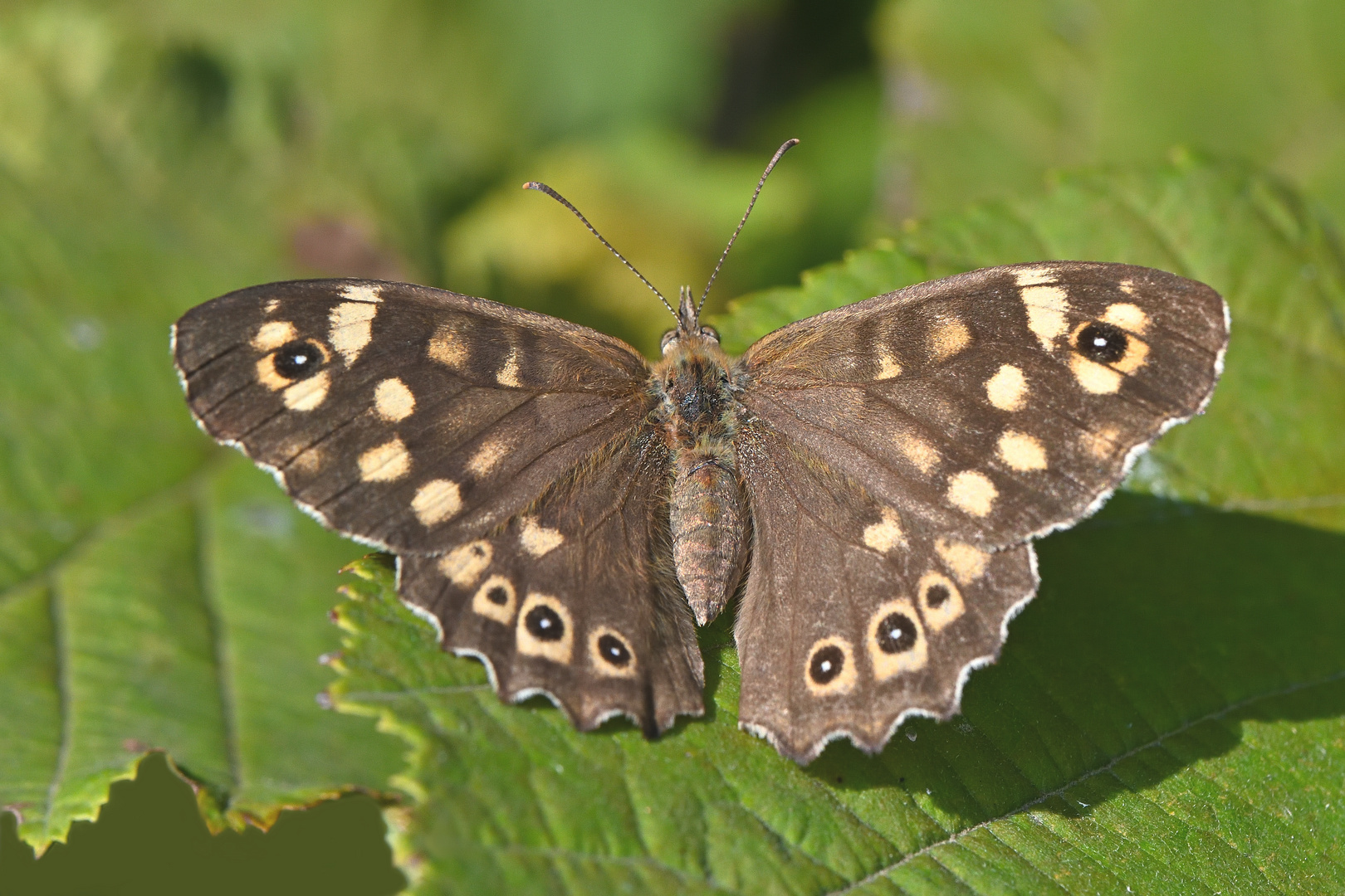 Waldbrettspiel (Pararge aegeria)