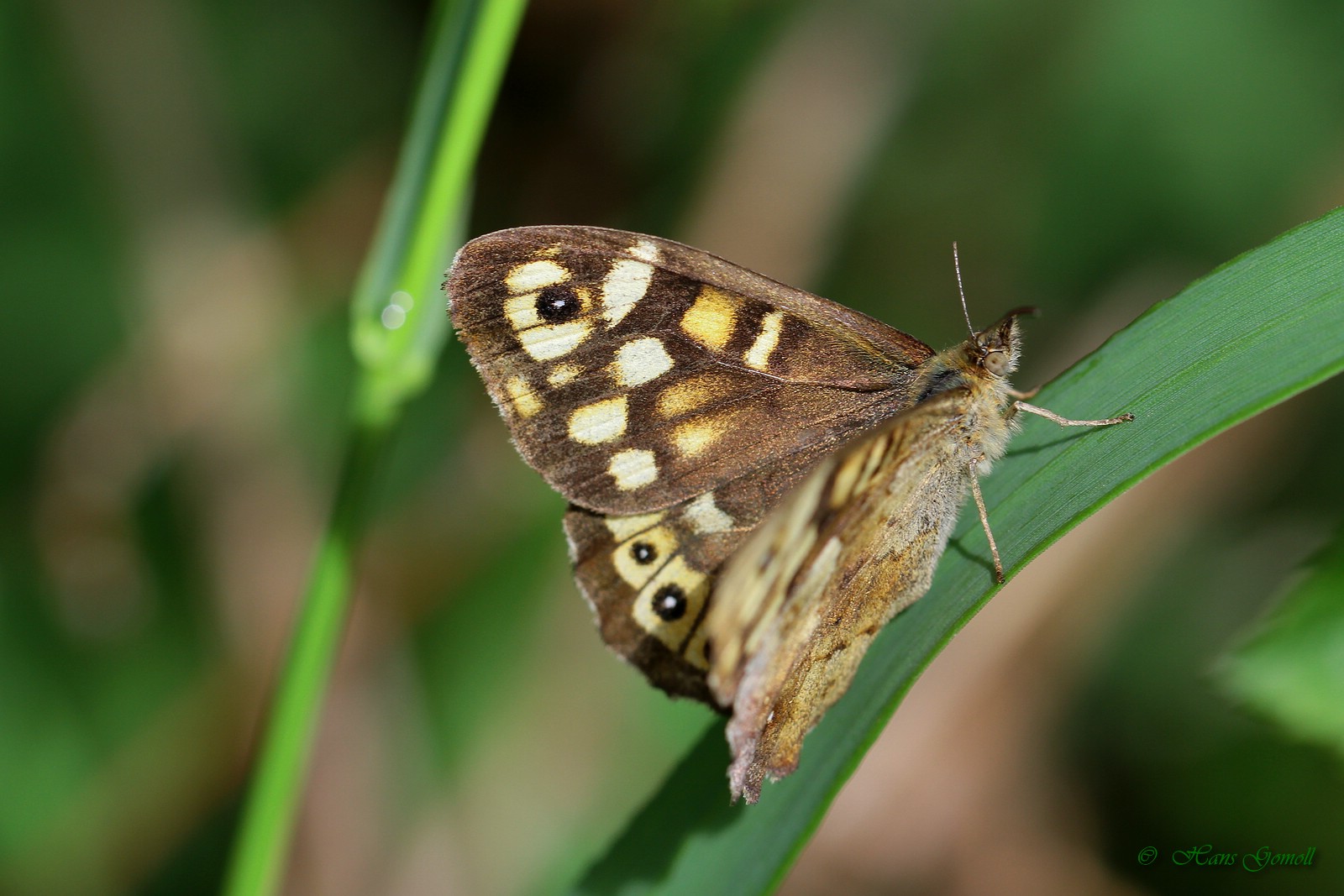 Waldbrettspiel (Pararge aegeria)