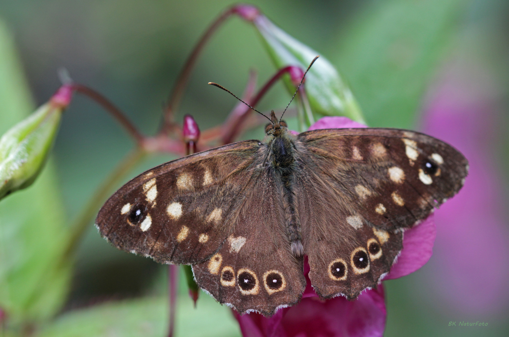 Waldbrettspiel (Pararge aegeria)