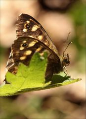 Waldbrettspiel (Pararge aegeria)